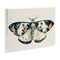 Stupell Industries Watercolor Black Trimmed Moth Wall Plaque Art Design by Petal Prints Design